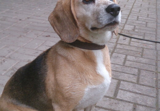 Ruby, Beagledame